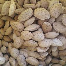 تصویر 2 از خرید و فروش بادام سنگی ایرانی درجه 1 + فروش عمده
